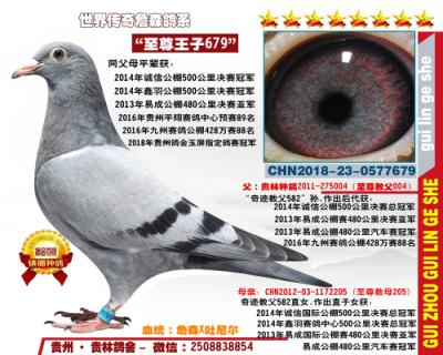 三羽公棚冠军全弟“至尊王子679”